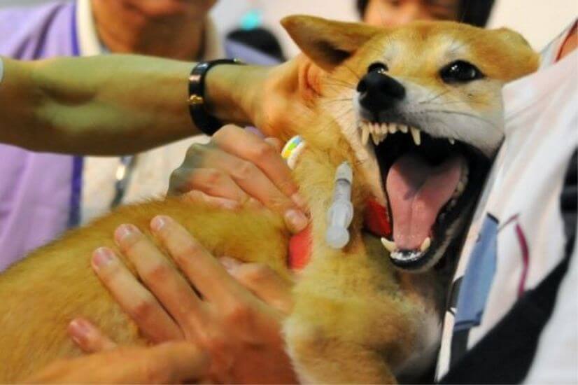 Infografik tentang rabies: Kredit: Kementerian Kesihatan Malaysia