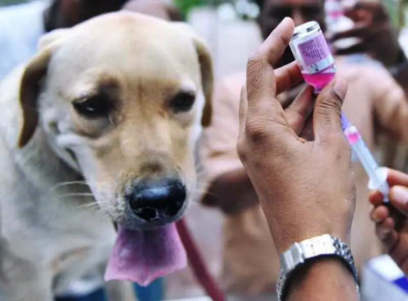 Vaksin Anti-Rabies Percuma Untuk Anjing Di Batu 7