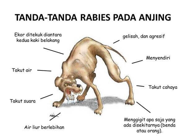 10 Perkara Mustahak Anda Perlu Tahu Tentang Rabies