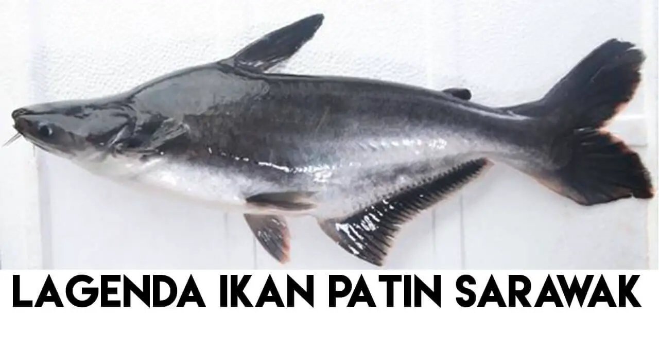 Lagenda Ikan Patin Dan Mengapa Ramai Melayu Sarawak Tidak 