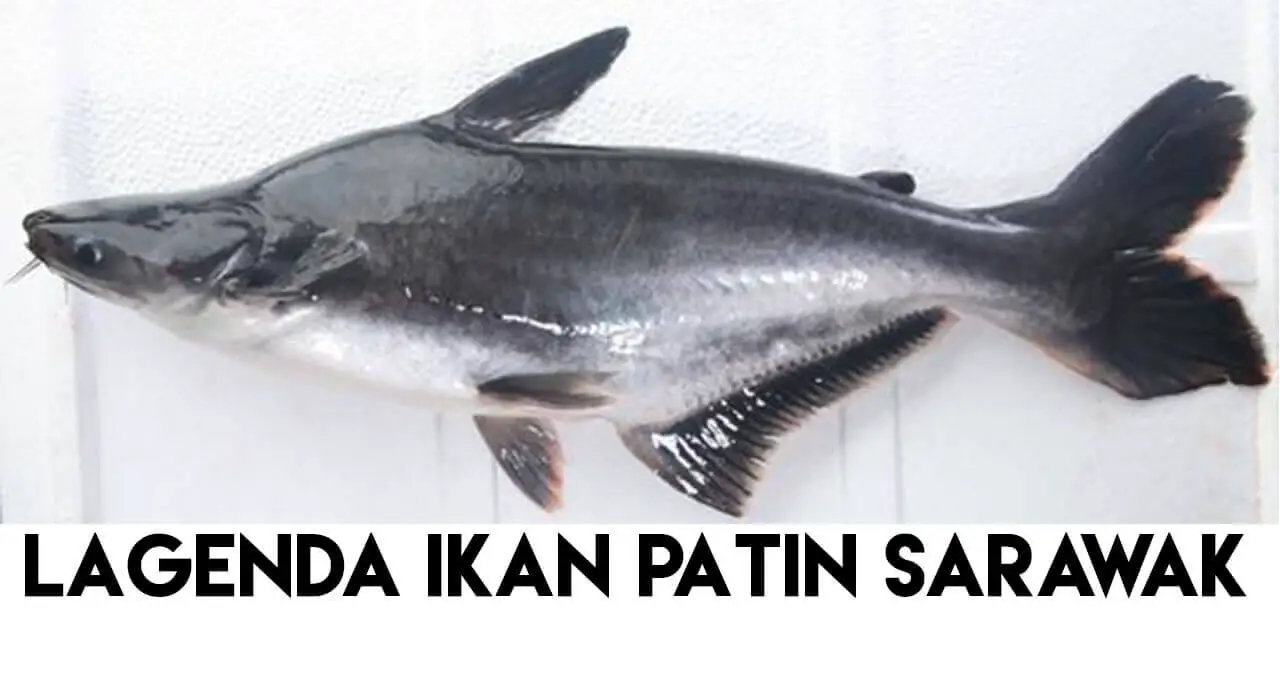 Lagenda Ikan  Patin  Dan Mengapa Ramai Melayu Sarawak Tidak 