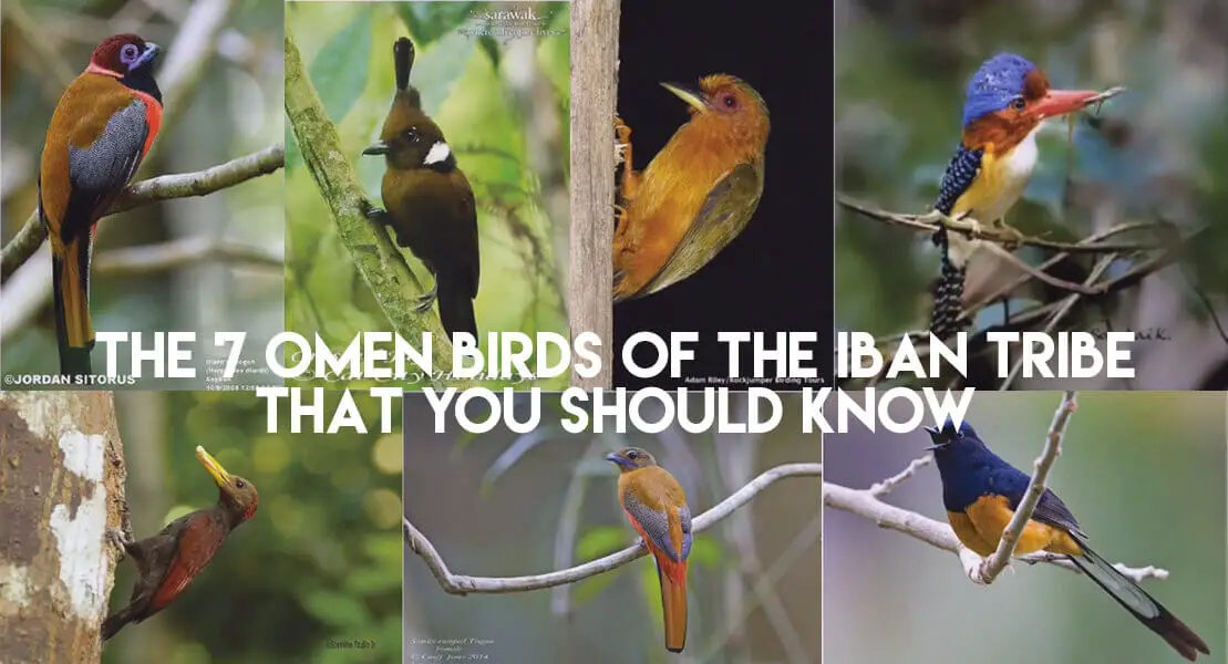 The 7 Omen Birds Of The Iban Tribe, That You Should Know