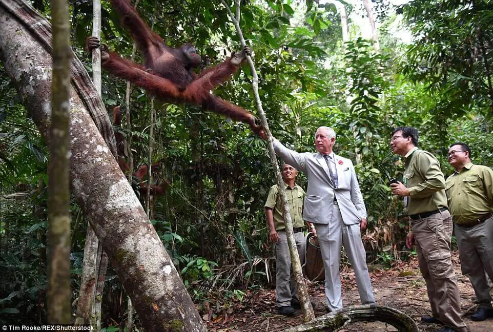 Lawatan Putera Charles Dan Camilla Disambut Meriah Di Sarawak Lawatan Putera Charles Dan Camilla Disambut Meriah Di Sarawak