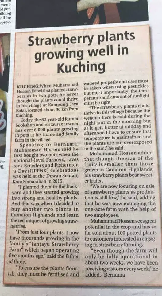 Percaya Atau Tidak, Kini Terdapat Ladang Strawberry Di Kuching!