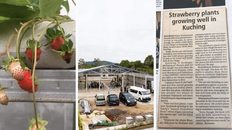 Percaya Atau Tidak, Kini Terdapat Ladang Strawberry Di Kuching!