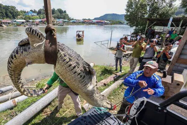 Buaya Sepanjang 3.6 Meter Ditangkap di Sungai Bako