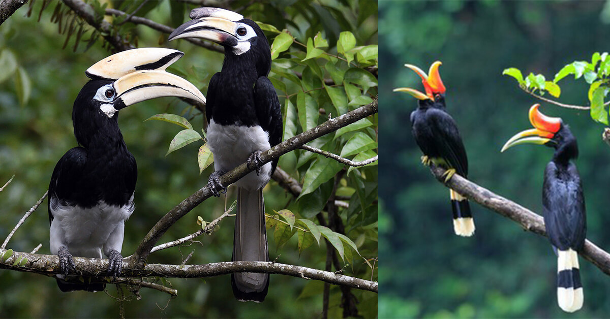 Kenali 10 Jenis Burung Kenyalang  3 Paling Common Di Sarawak