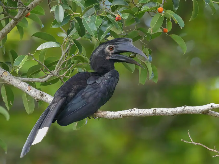 Kenali 10 Jenis Burung  Kenyalang 3 Paling Common Di Sarawak 