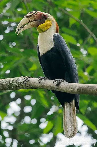 Kenali 10 Jenis Burung Kenyalang  3 Paling Common Di Sarawak