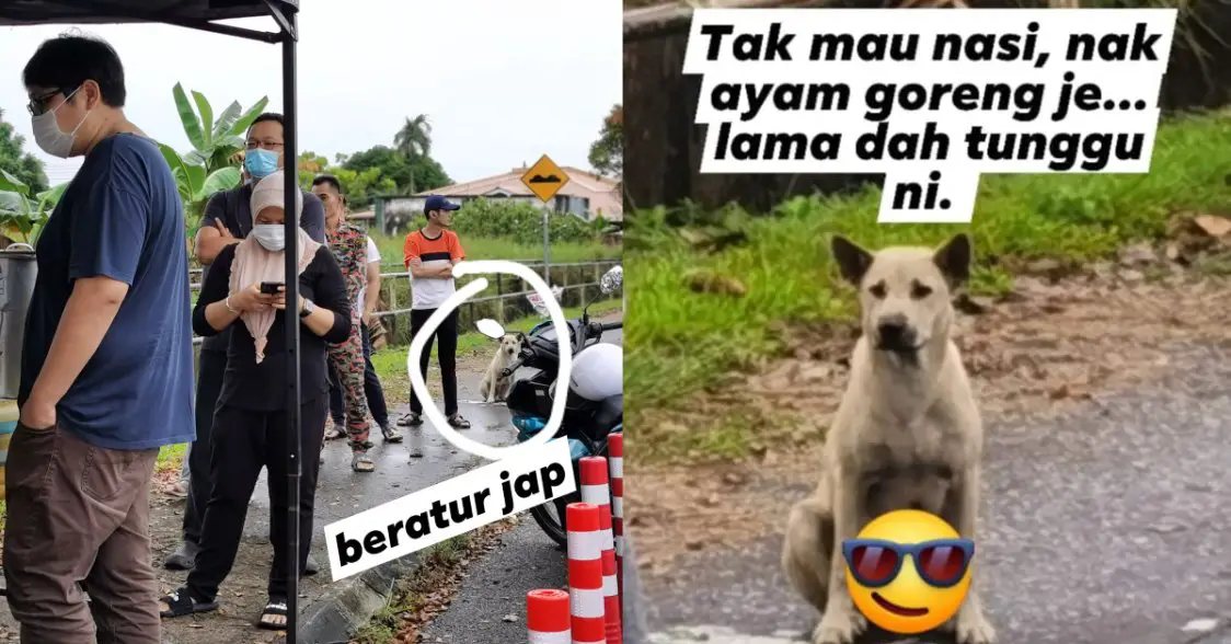 Tular Anjing Beratur 'Beli' Nasi Lemak Di Kuching, Netizen Puji Sikap Pemilik Gerai