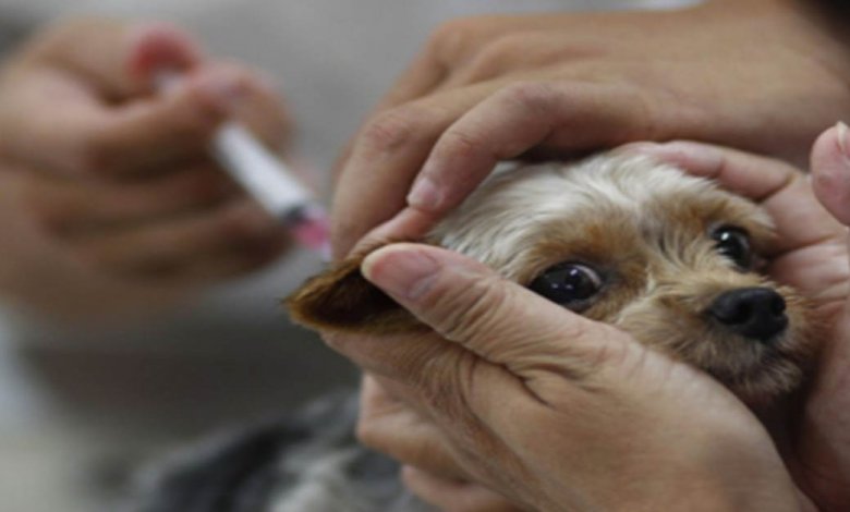 Seorang Mangsa Rabies Meninggal Dunia, Menjadikan 24 Kematian Di Seluruh Sarawak