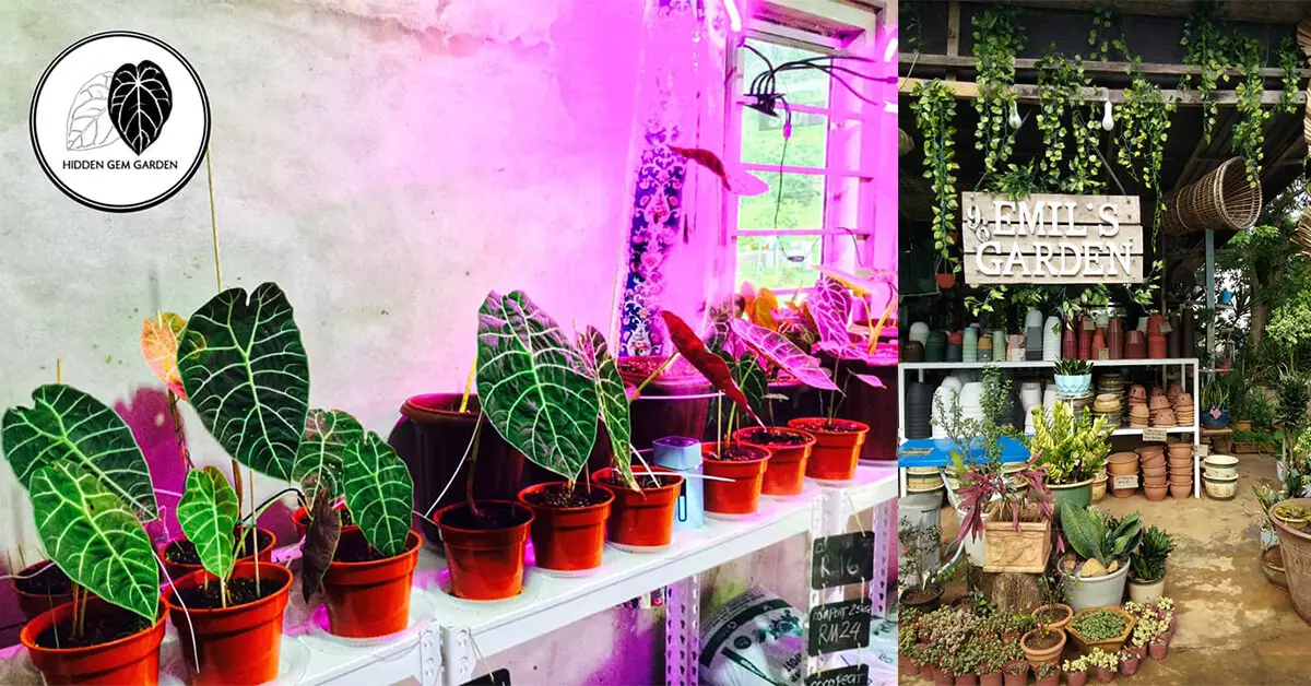 Ini Adalah 4 Plant Nursery Di Kuching Anda Boleh Lawati Untuk Keperluan Tanaman Anda